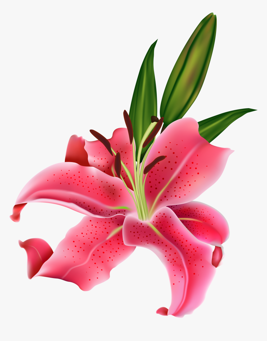 Lily Pink Flower Png Clipart - Clipart Flower Lily, Transparent Png