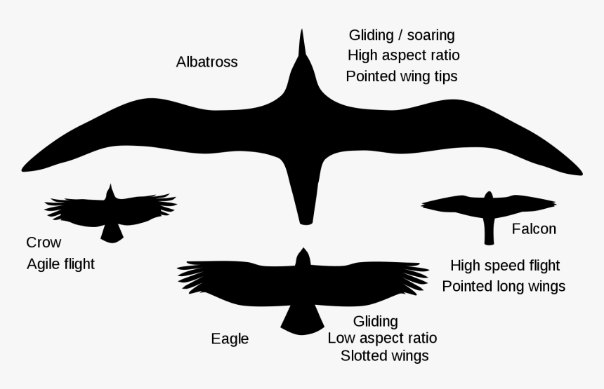 Gliding Crow , Png Download - Albatross Aspect Ratio, Transparent Png
