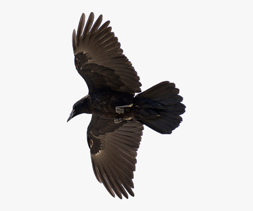 American Crow Common Raven Bird Flight - Raven Bird, HD Png Download