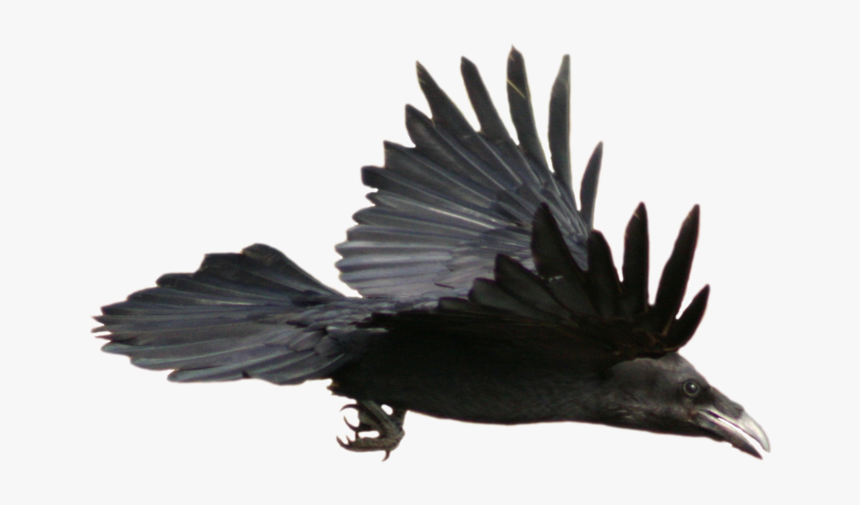 Crow Flying Png - Flying Raven, Transparent Png