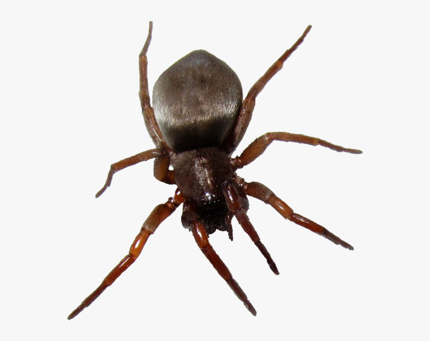 Bugs Png, Transparent Png