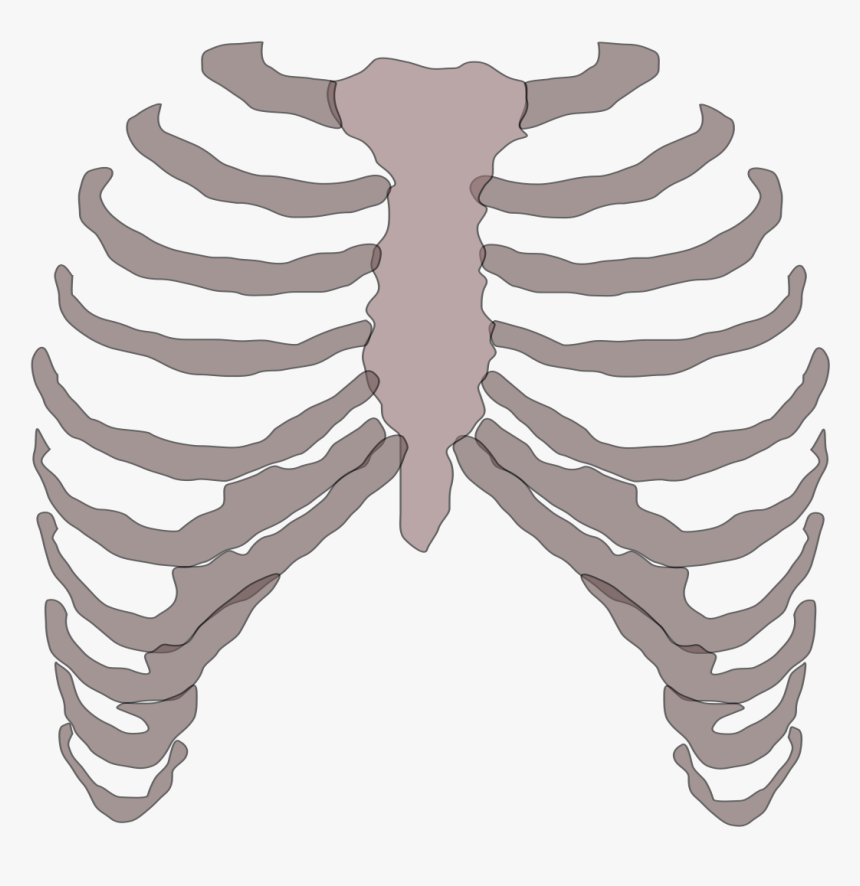 Ribcage Image Transparent, HD Png Download