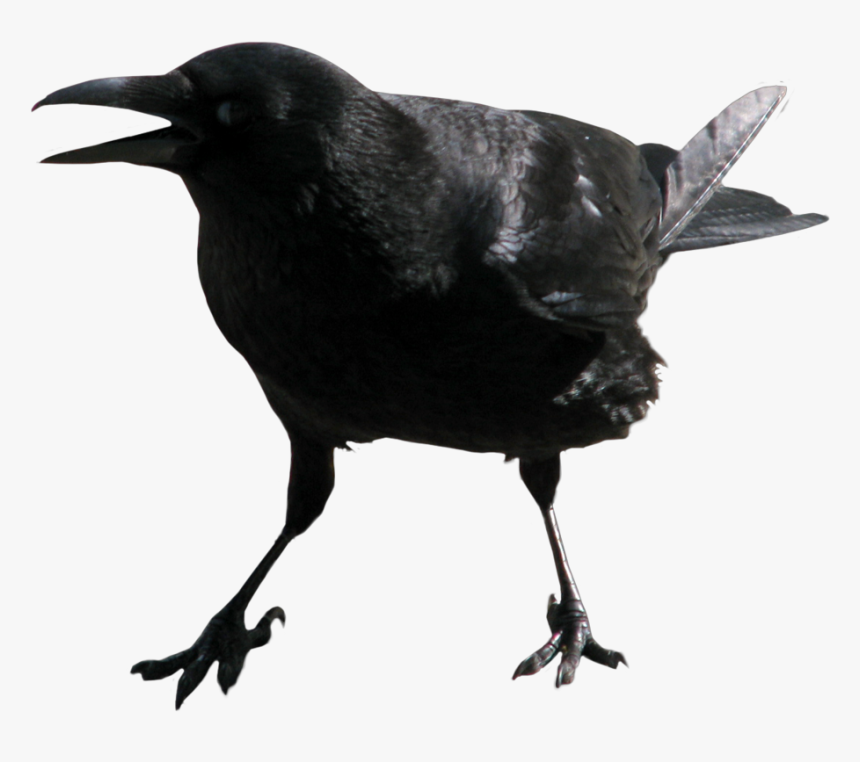 Crow Wing Png, Transparent Png
