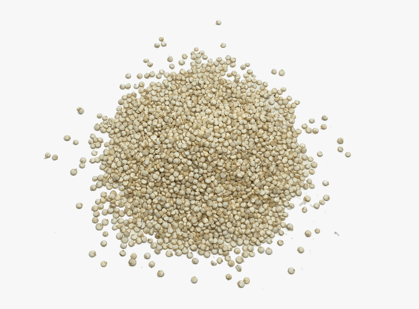 Baby Breath Flower Png, Transparent Png