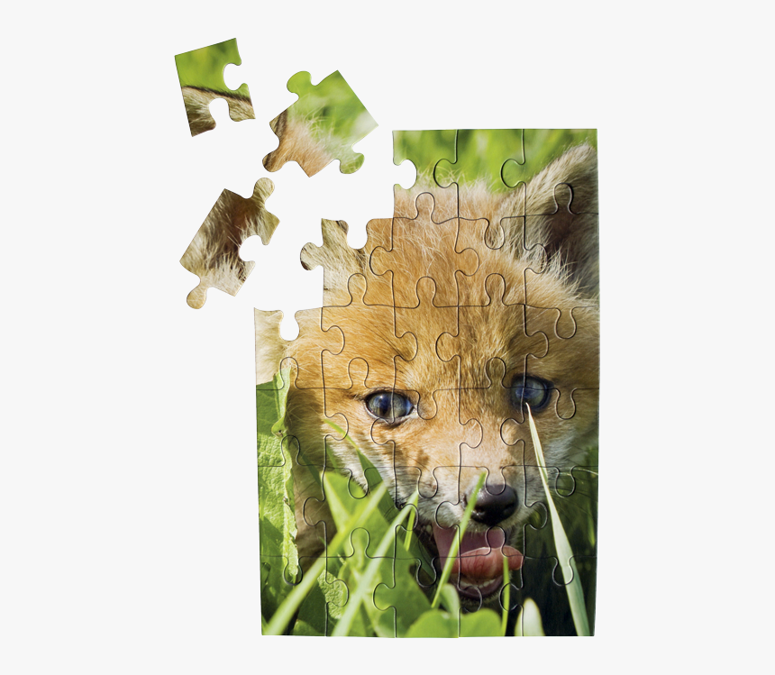 Foxpuzzle - Dog Shakes Water Off, HD Png Download