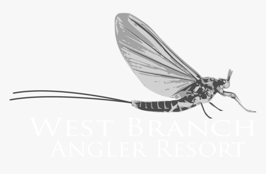 Angler Fish Png, Transparent Png