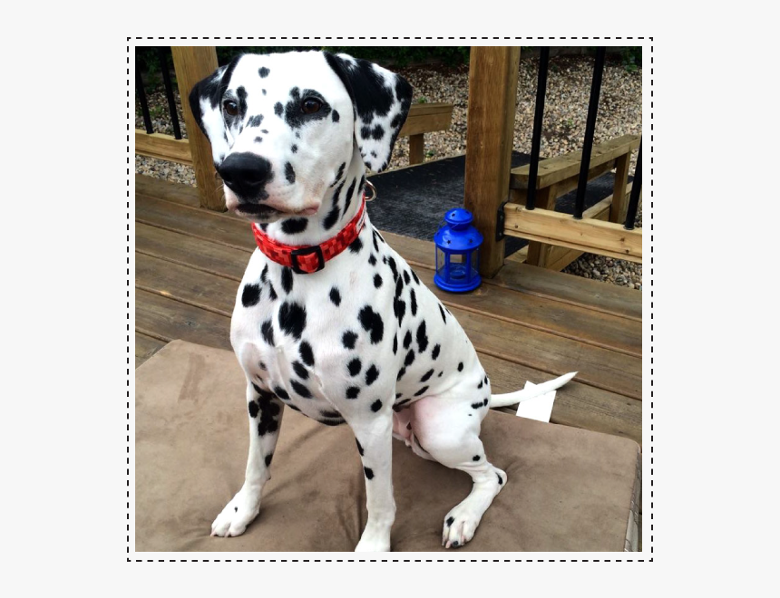 Dalmatian, HD Png Download