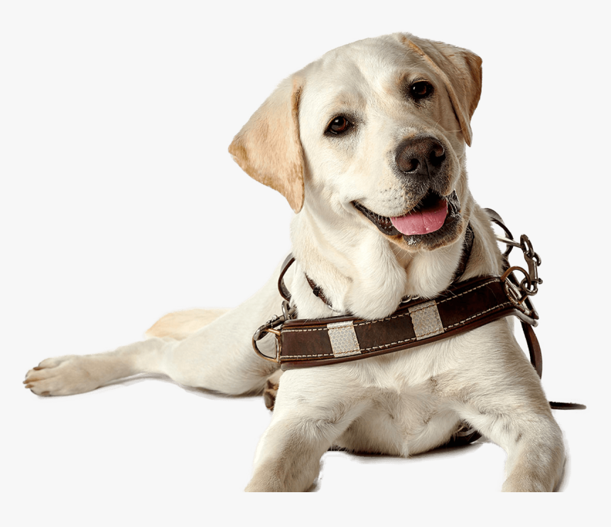 Labrador Retriever Puppy Guide Dog Companion Dog Dog - Seeing Eye Dog Transparent, HD Png Download