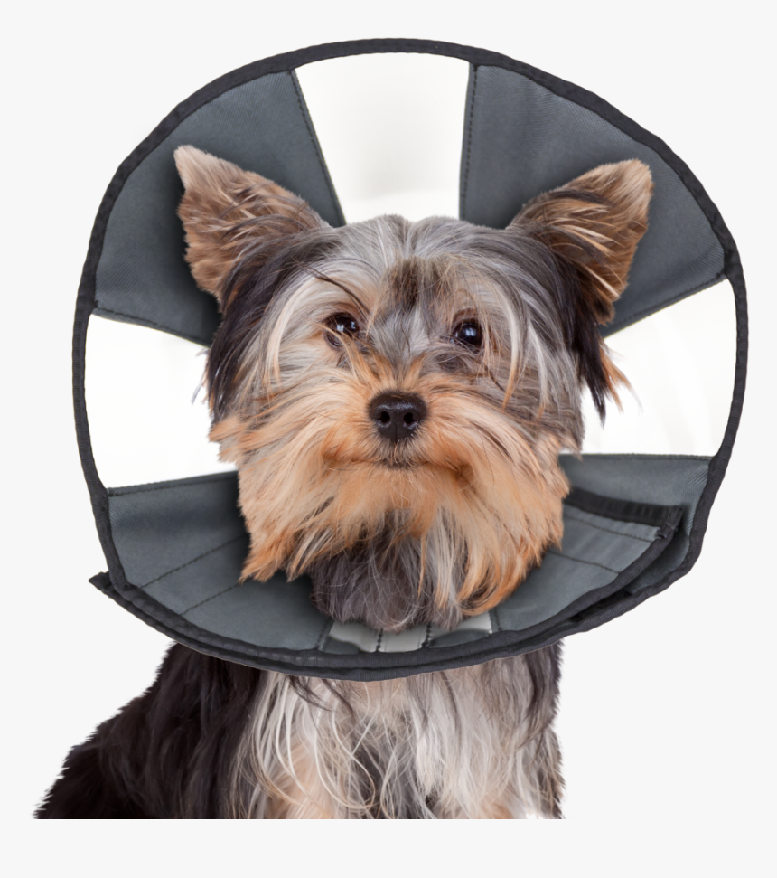 Zencone Smallest Size - Zen Cone, HD Png Download