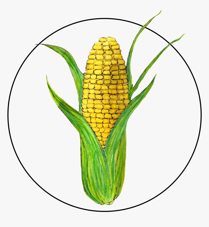 Attribute Motif Corn - Corn Kernels, HD Png Download