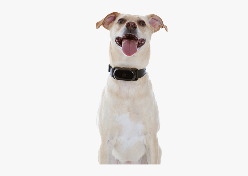 Dog Yawns, HD Png Download