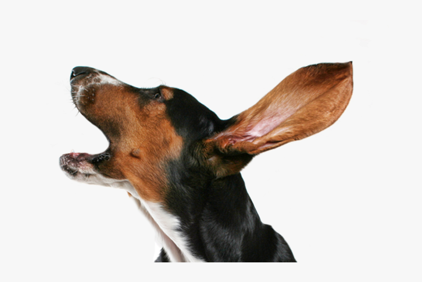 Dog Collar Puppy Bark Dog Collar Small Dog Barking, HD Png Download