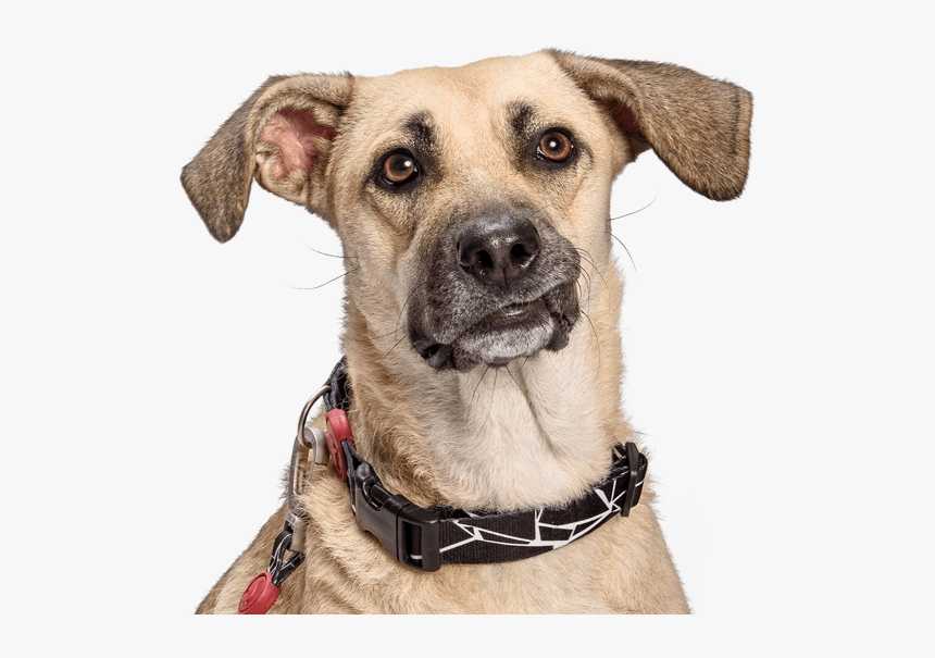 Companion Dog, HD Png Download