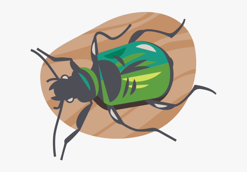 Laurenbeltramo Citizenscienceicons Carabidbeetle - Net-winged Insects, HD Png Download