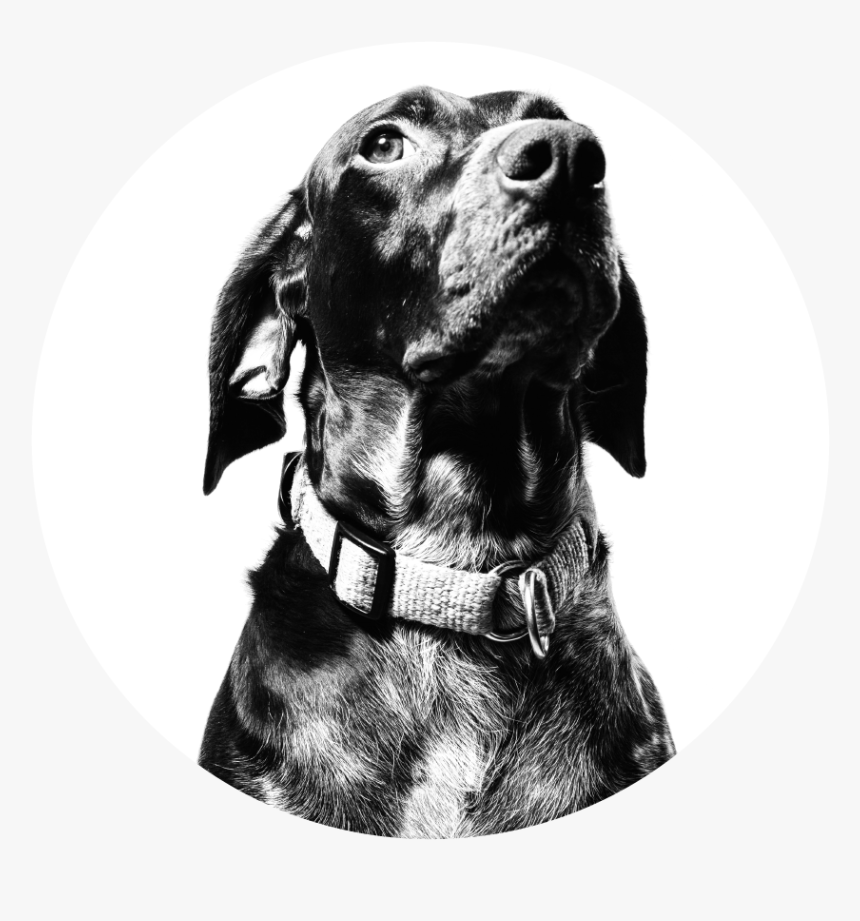 Dog - Pet Adoption Concept Dribbble, HD Png Download