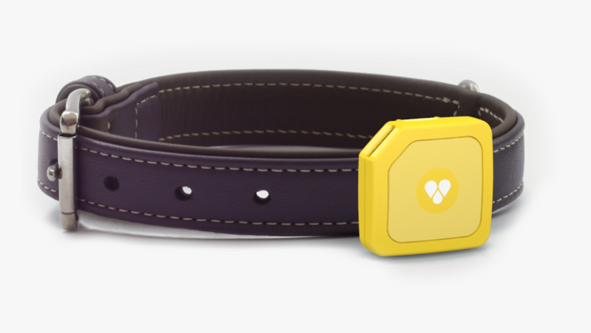 Tips On Where To Buy The Most Reliable Gps Dog Collar - Strap, HD Png Download