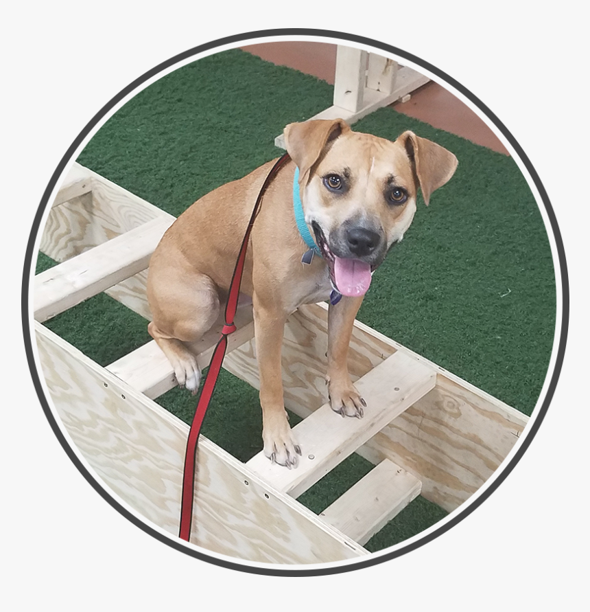 Doggy3 - Companion Dog, HD Png Download