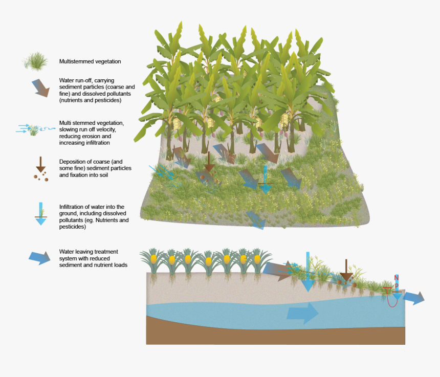 Roystonea, HD Png Download