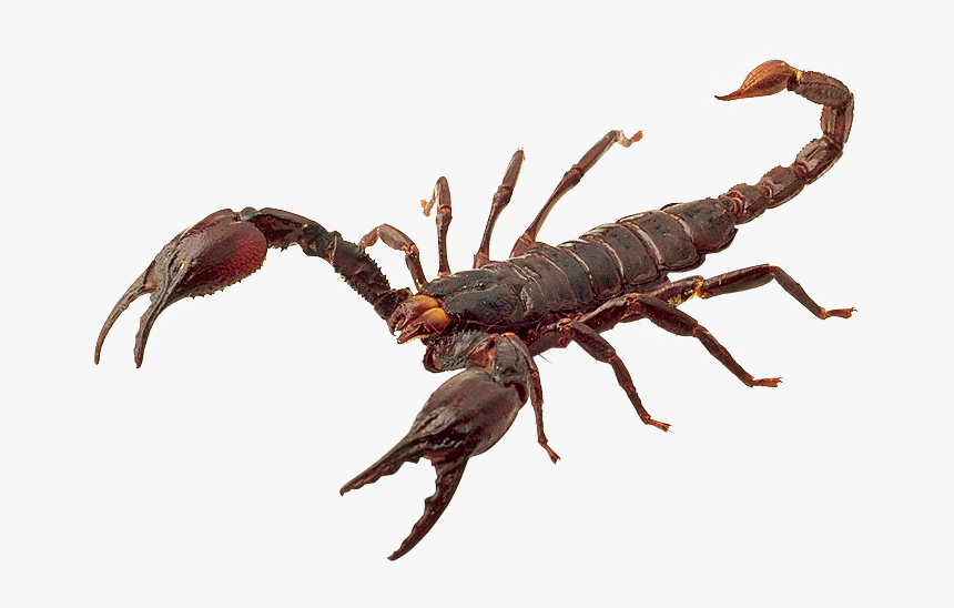 Scorpions Png Images, Scorpion Png - Scorpion Png, Transparent Png
