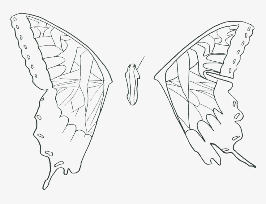 Brush-footed Butterfly, HD Png Download