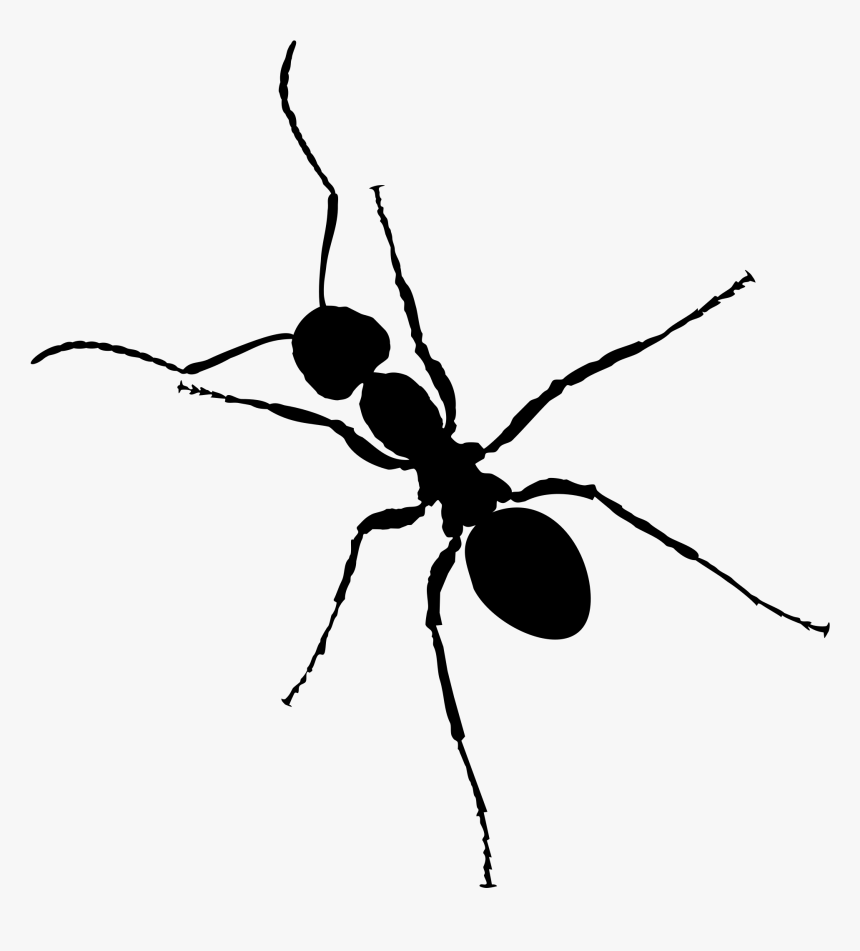 Ant Png - Transparent Background Ants Clipart, Png Download