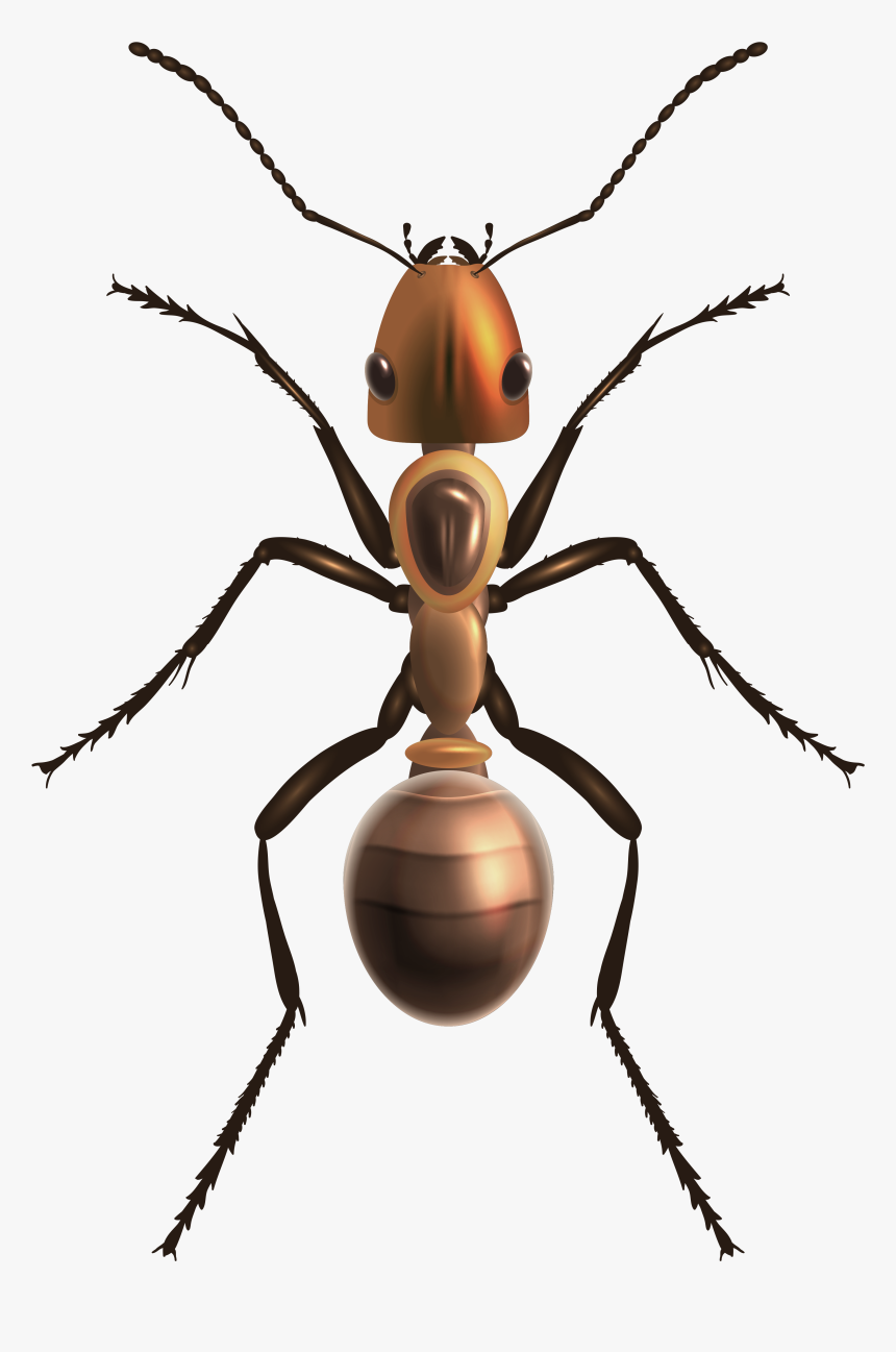 Ant Png Clip Art - Ant Png, Transparent Png