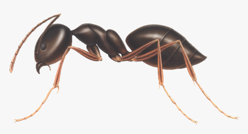 Download Ant Png Clipart - Odorous House Ants Vs Carpenter Ants, Transparent Png