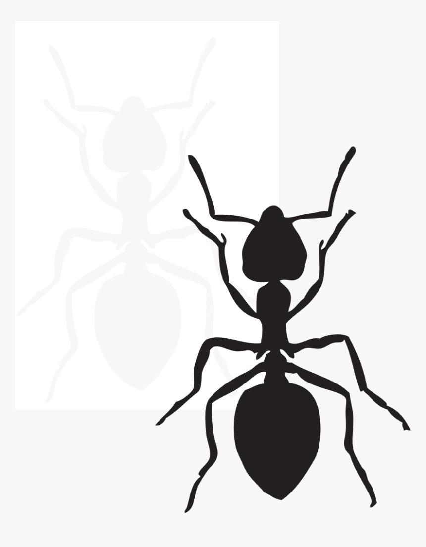 Black Carpenter Ant Insect Fire Ant Arthropod - Ant Clip Art Black, HD Png Download