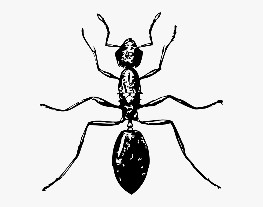 Ant Ant Fans Png Images Clipart - Ant Clip Art, Transparent Png