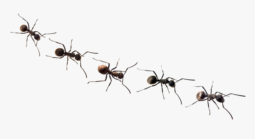 Ants Png Free Background - Transparent Background Ant Clip Art, Png Download