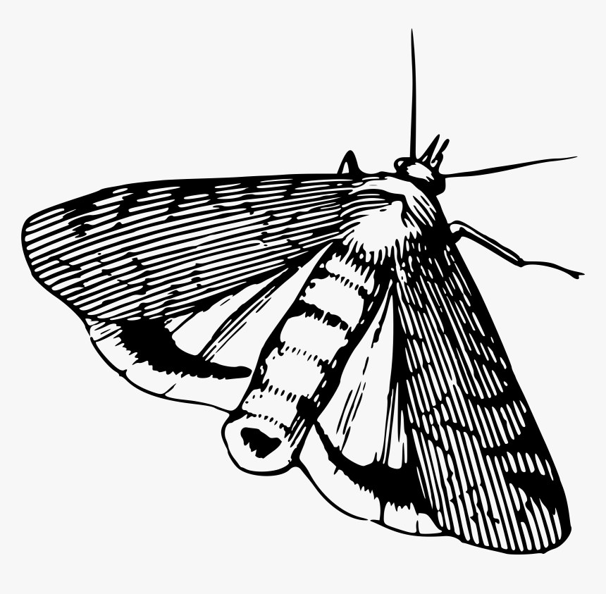 Big Image Png - Moth Clipart Black And White, Transparent Png