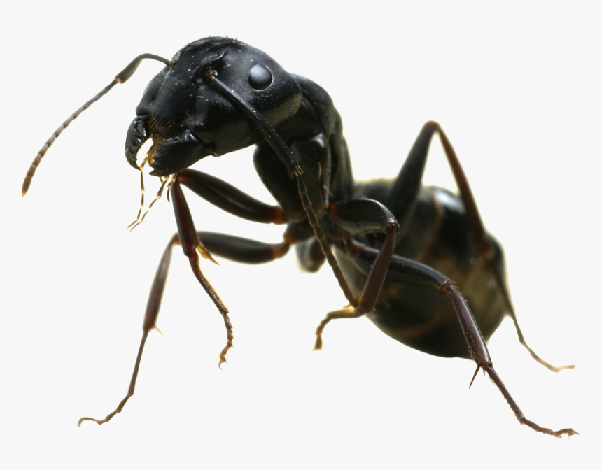 Ant Free Png Image - Black Garden Ant, Transparent Png