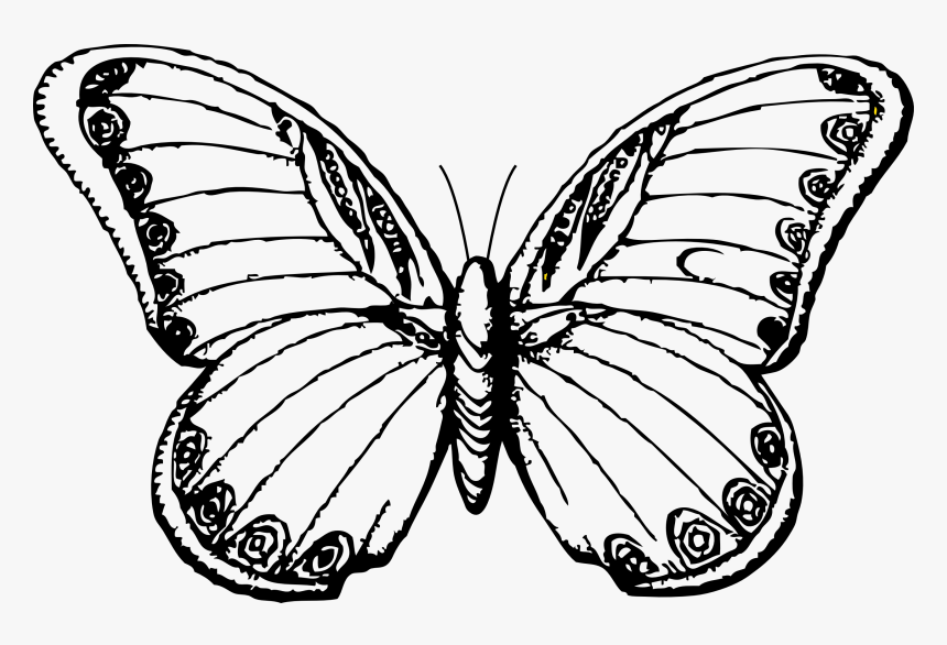 Butterfly Drawing Black And White, HD Png Download