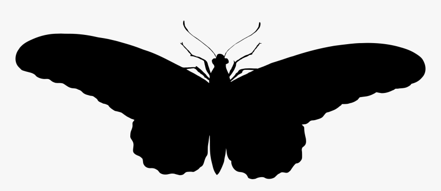 Butterfly Silhouette Clip Art - รูป ผีเสื้อ ขาว ดํา, HD Png Download