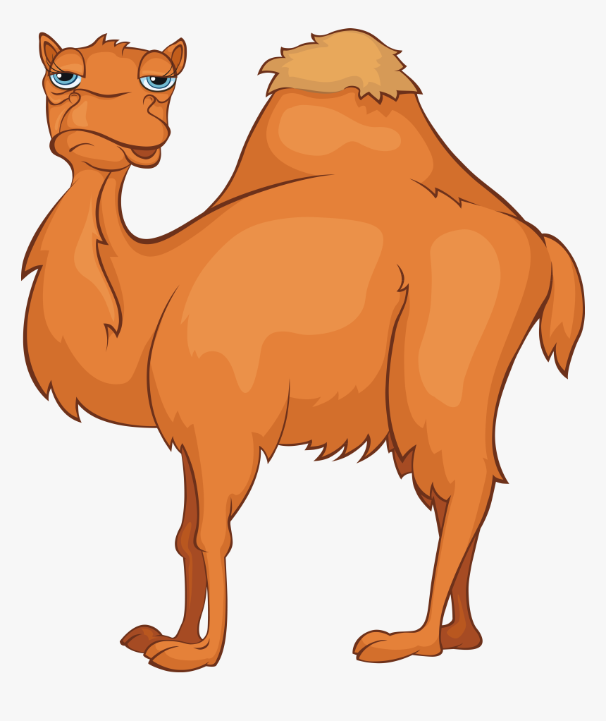 Clip Art Camels Cartoon - Old Camel Clipart, HD Png Download