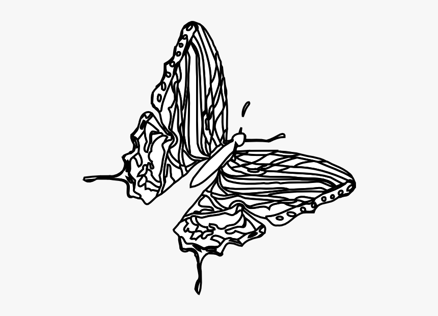 Butterfly Black White Line Art 555px, HD Png Download