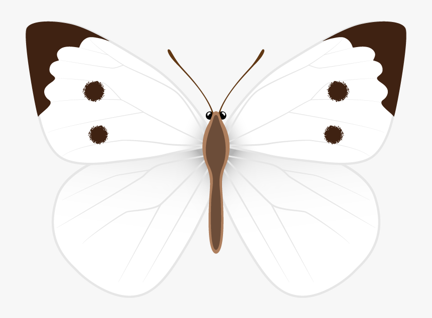 Pieridae, HD Png Download