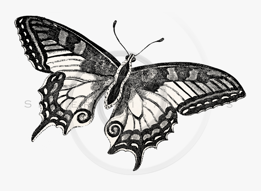 Transparent Schmetterling Clipart - Drawing, HD Png Download