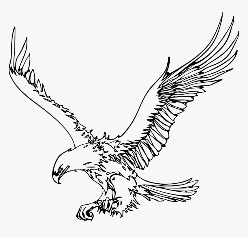 Bald Eagle Pig Drawing Clip Art - Outline Images Of Eagle, HD Png Download