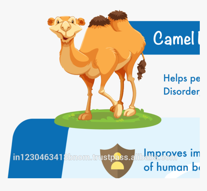 Camel Clipart Fat - Illustration, HD Png Download