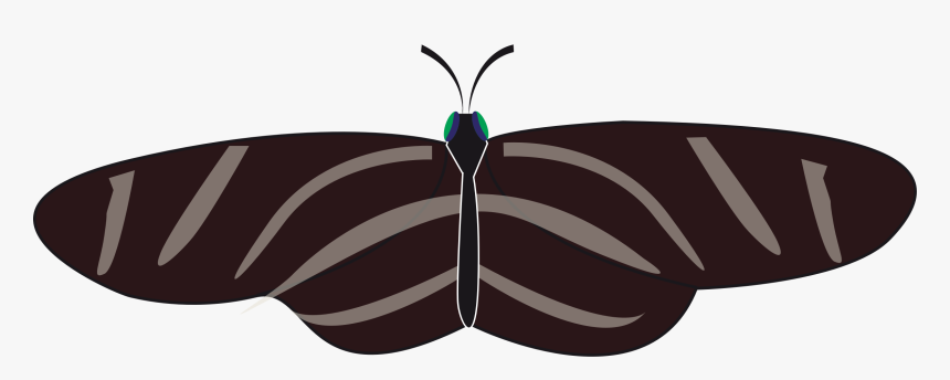 Butterfly, Insect, Animal, Black, White, Zebra Longwing - Zebra Longwing Butterfly, HD Png Download