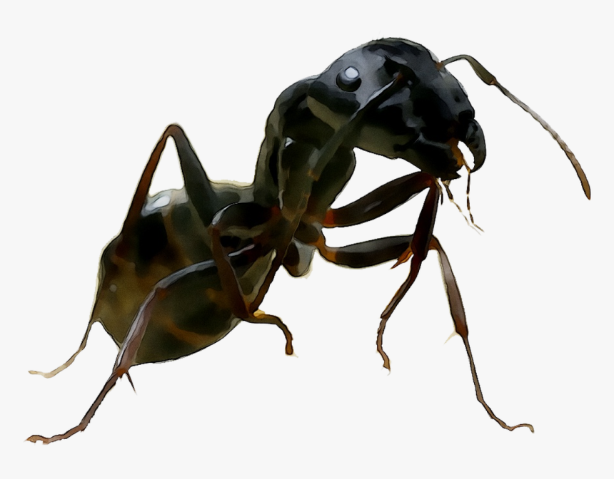 And United Termites Wasp Ants States Of Clipart - Carpenter Ant, HD Png Download