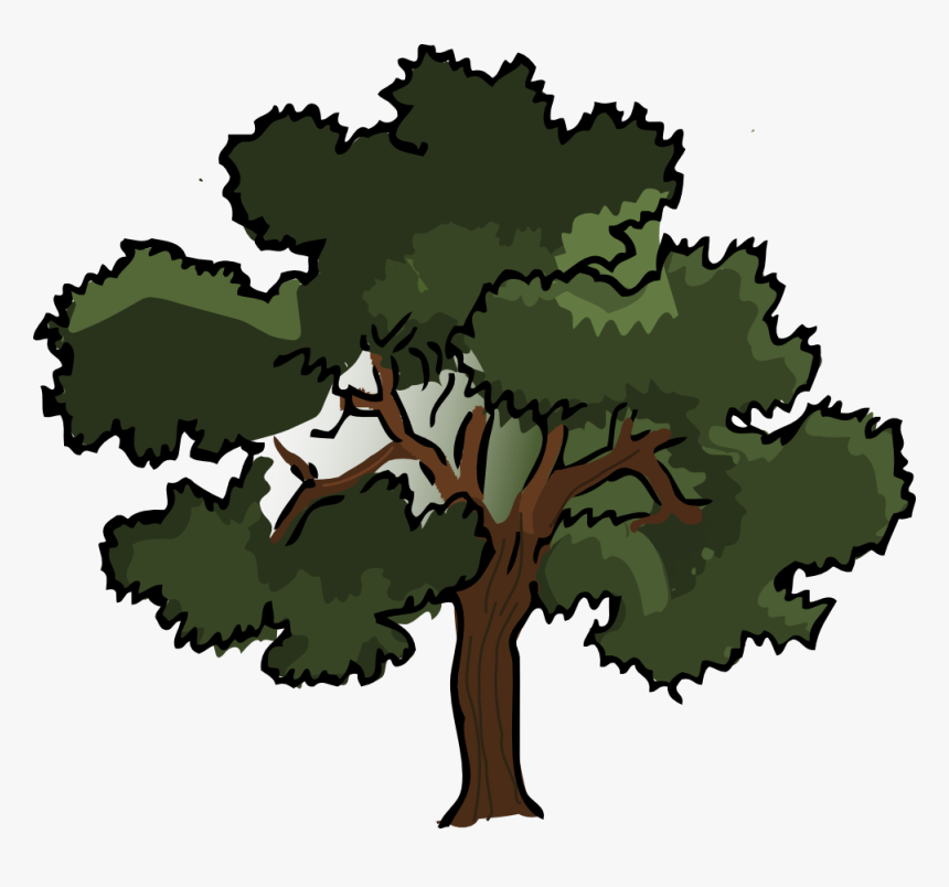 Swamp Spanish Tree Pine - Oak Clipart, HD Png Download