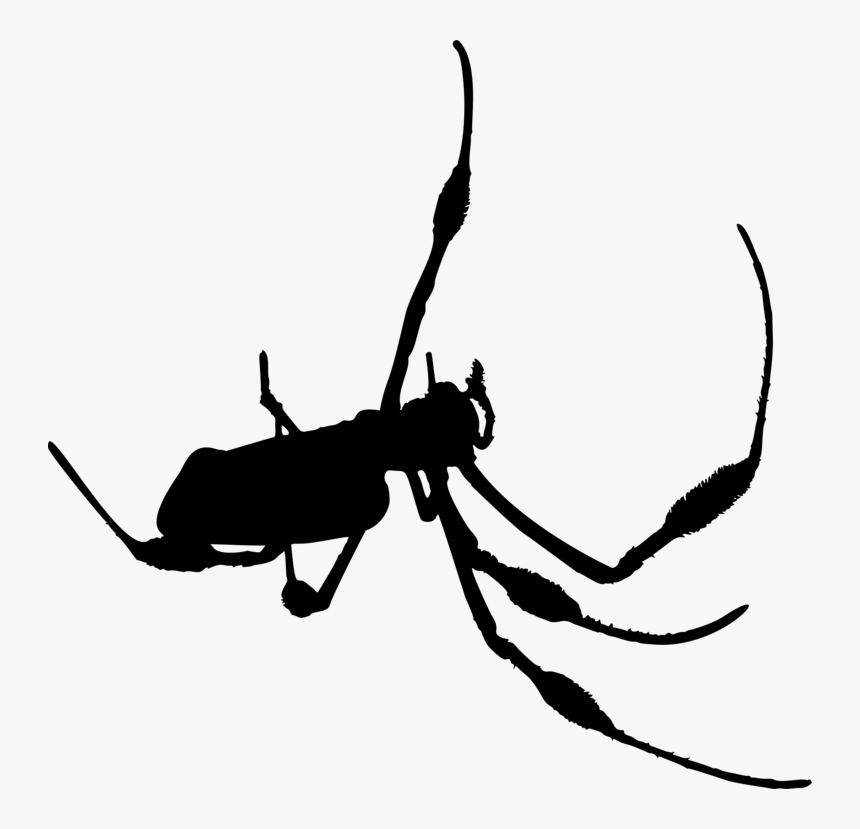 Insect - Membrane-winged Insect, HD Png Download