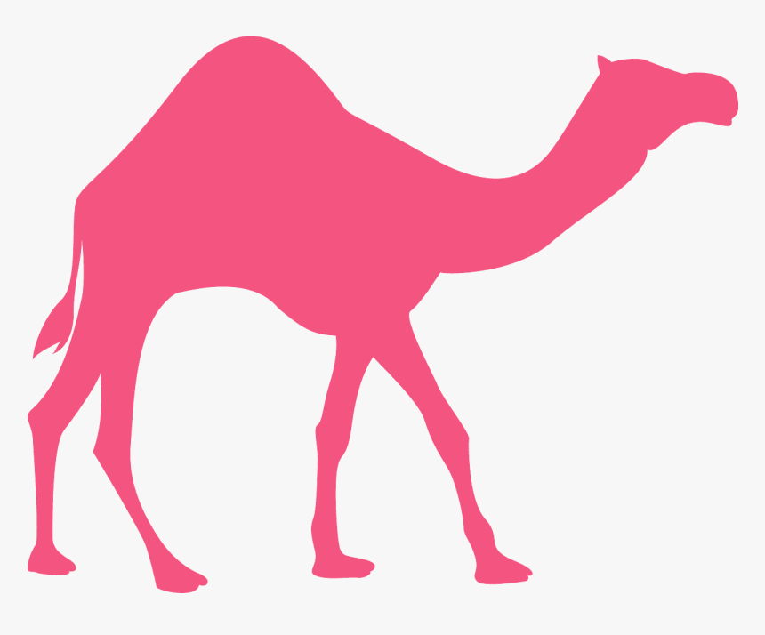 Arabian Camel, HD Png Download