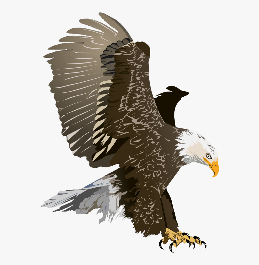 Realistic Clipart Eagle - Clip Art Bald Eagle, HD Png Download