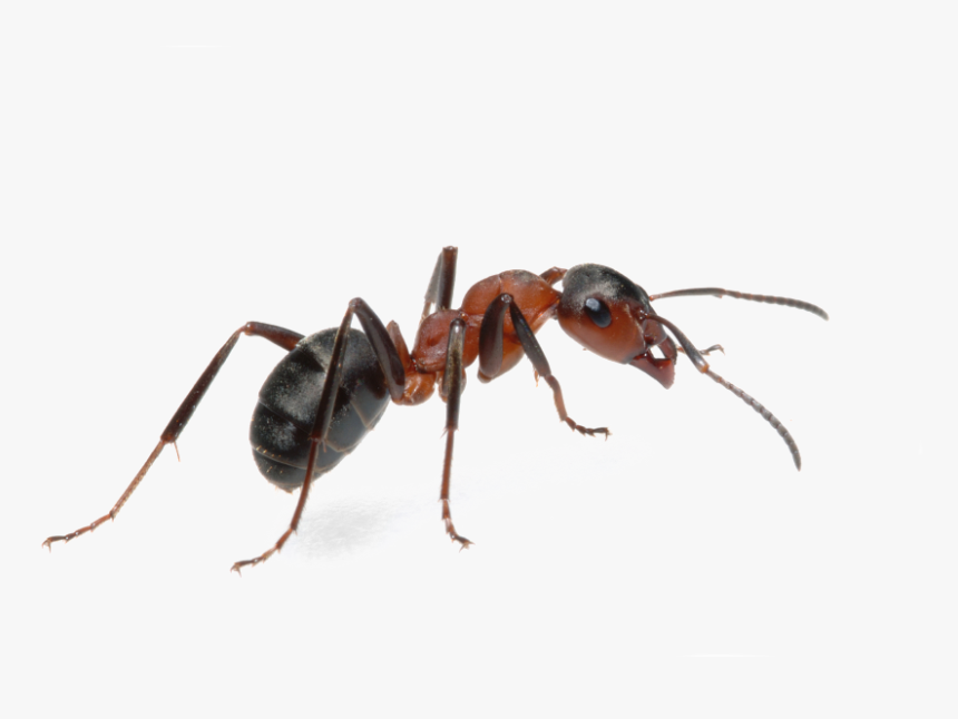 Crayola Marker Clipart - Pest Ants, HD Png Download
