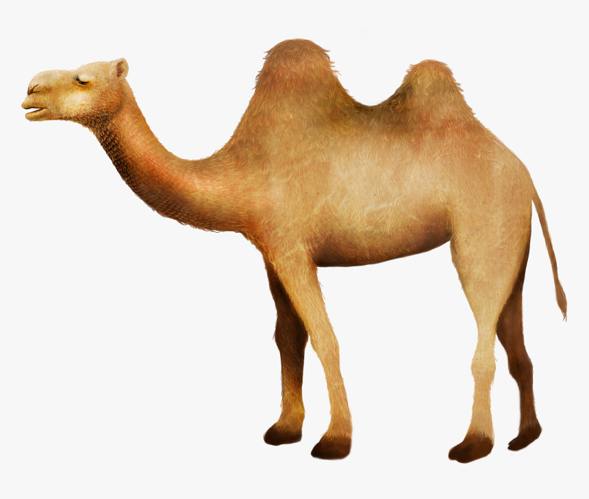 Clip Art Camel In Desert Picture - Camello Desierto Png, Transparent Png