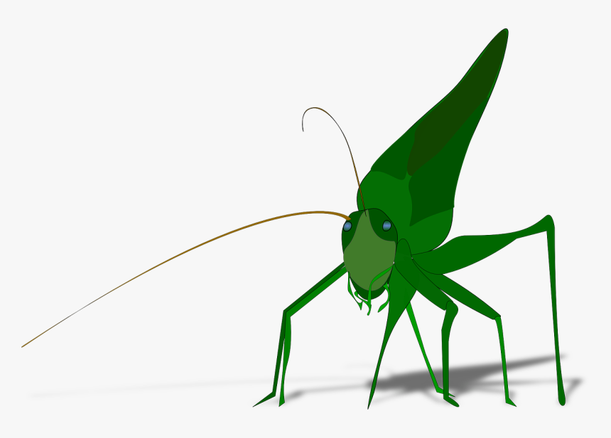The Ant And The Grasshopper Drawing Cricket Download - Grasshopper Clipart, HD Png Download