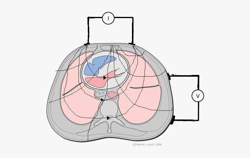 Chest Cross Section With Eit Electrodes - Cross Section Chest Human, HD Png Download